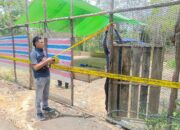 Resmob Polres Sintang Bongkar Judi Kelang Sabung Ayam di Desa Bonet Engkabang