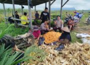 Polsek Dedai Panen Perdana 3,3 Ton Jagung di Lahan Tumpangsari