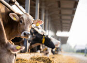 Populasi Sapi Sintang 4.965 Ekor, Pengusaha Ingatkan Ancaman Habis dalam Tiga Tahun